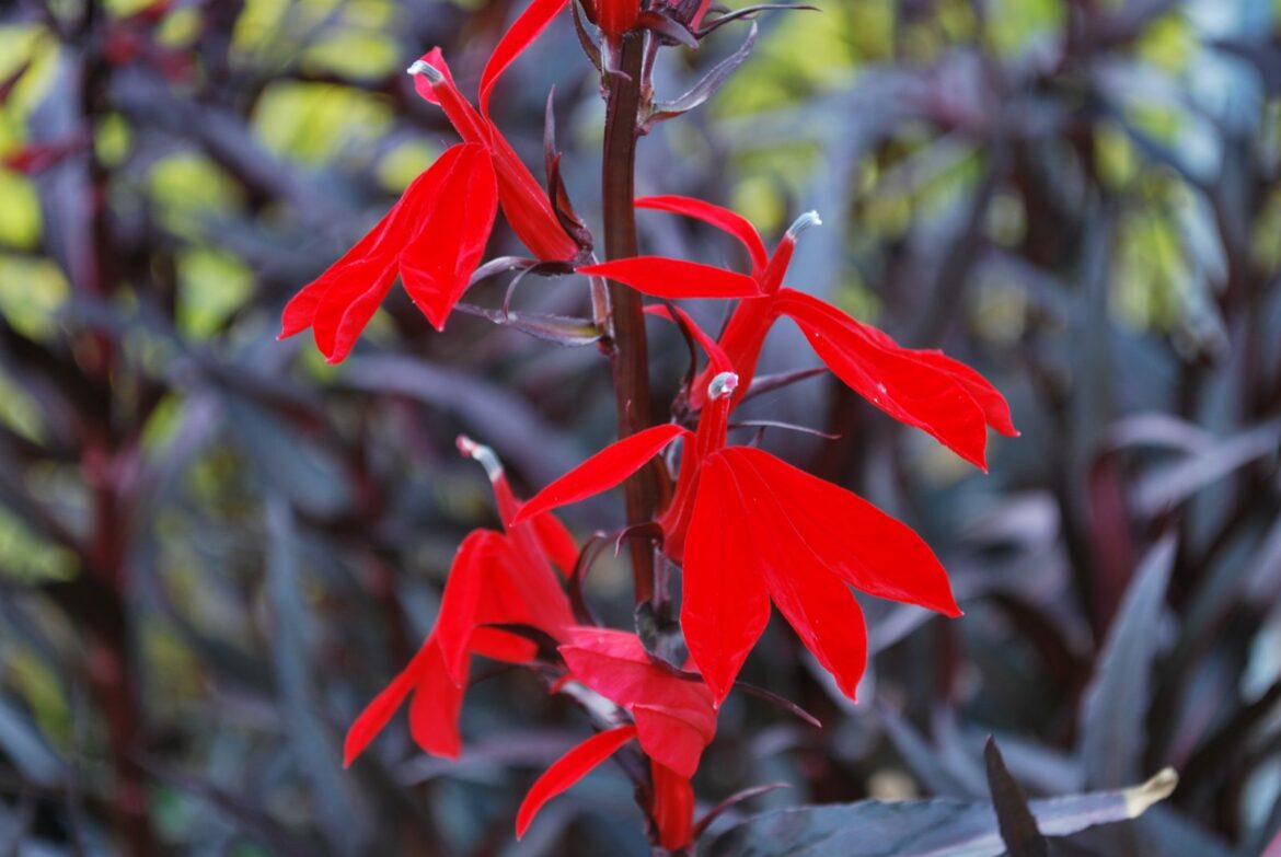 Comment cultiver et entretenir les Gauras ?