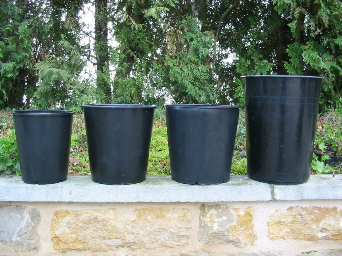 Comment détruire une fourmilière dans une plante ?