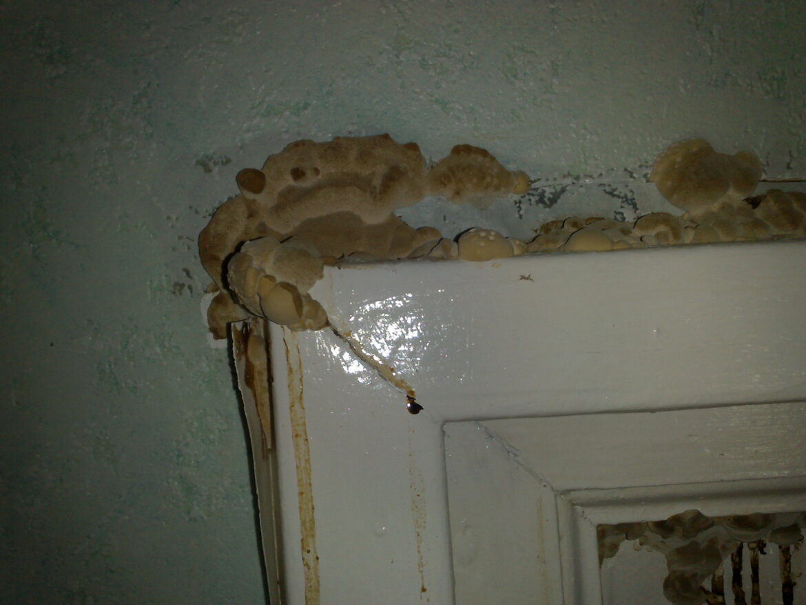 Comment différencier mérule et salpêtre ?