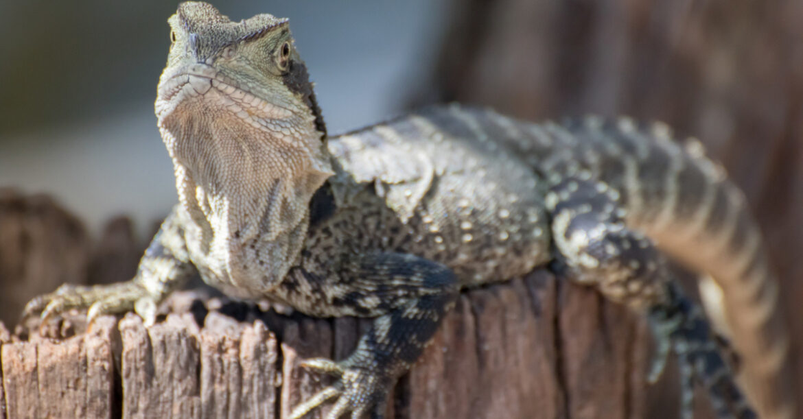 Comment donner à boire à un lézard ?