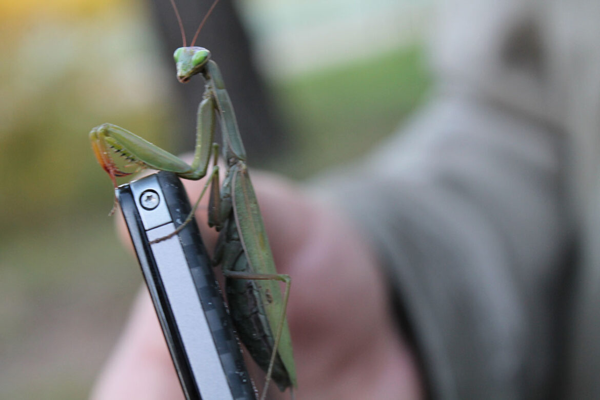 Comment donner à boire à une mante religieuse ?