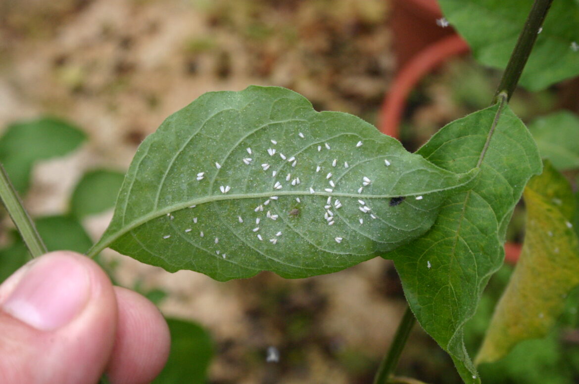 Comment éliminer les moucherons dans les plantes vertes ?