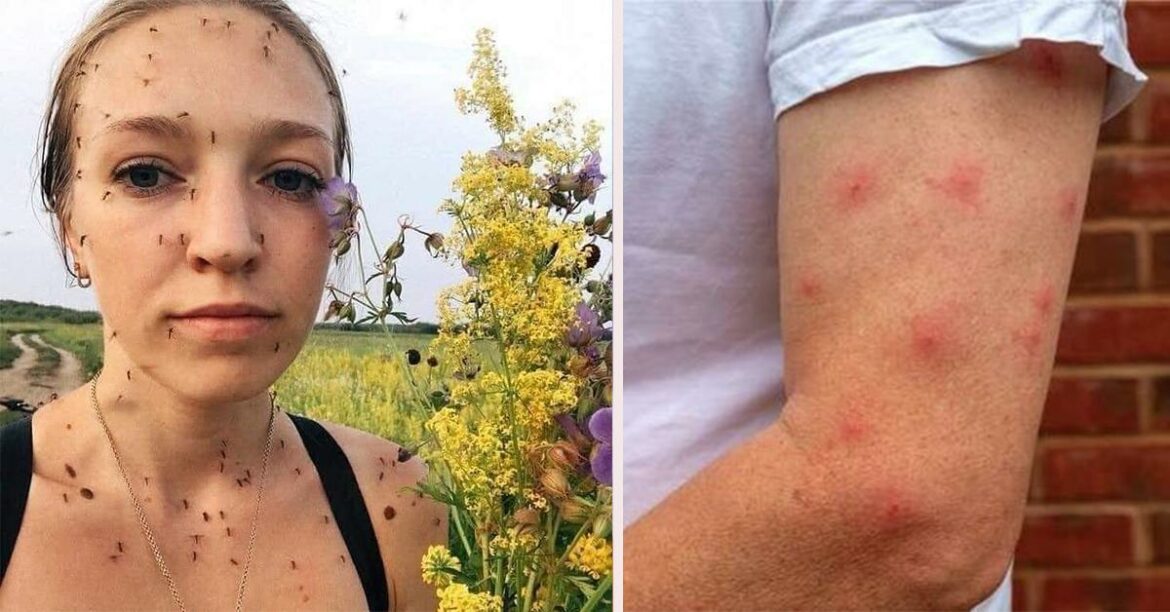 Comment éliminer les taupes de son jardin ?