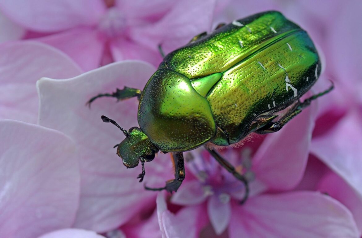 Comment éloigner les Cetoines ?