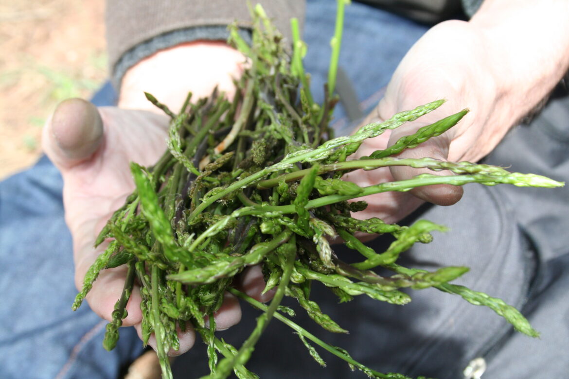 Comment enlever l'amertume de l'asperge sauvage ?