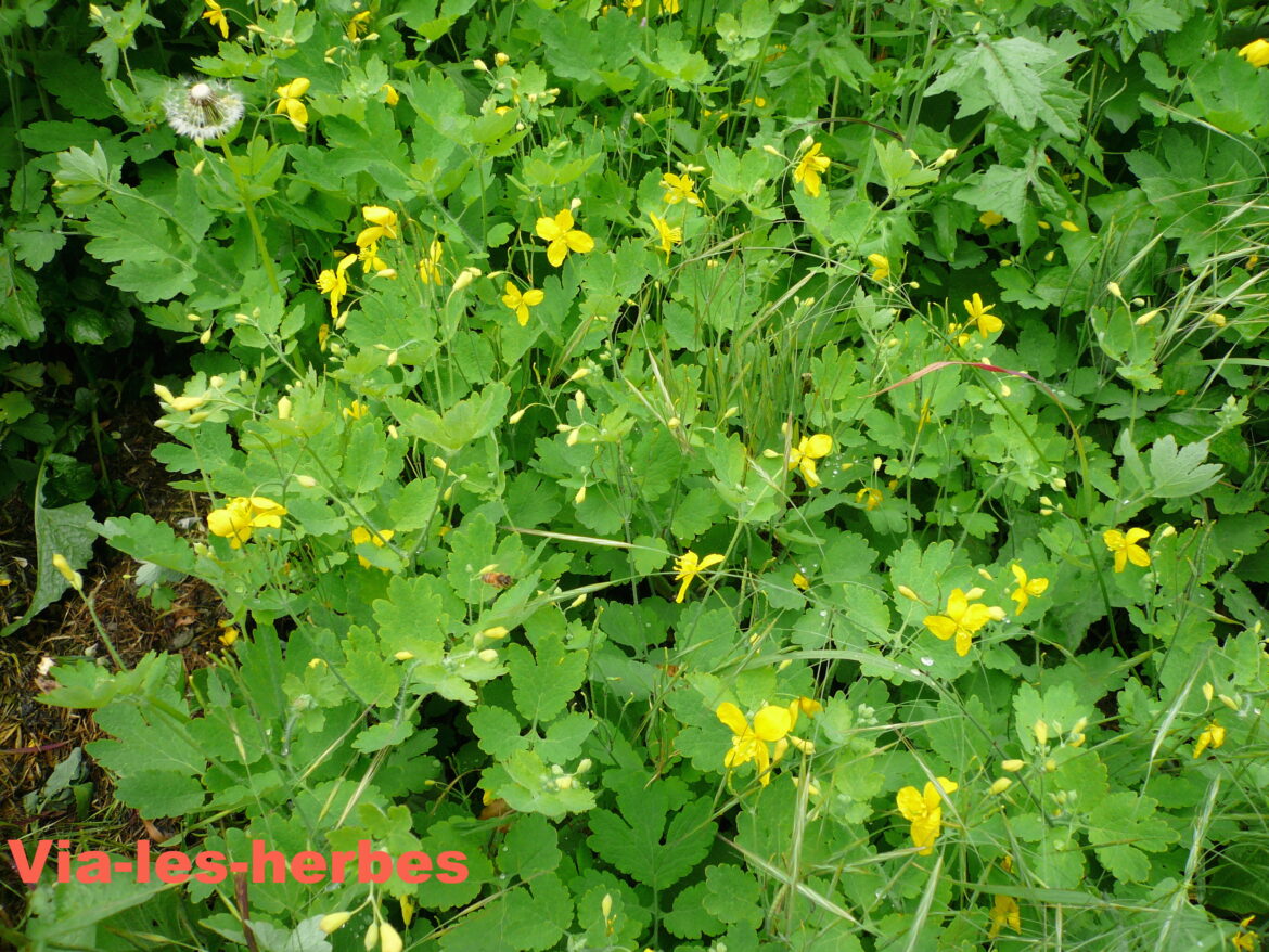 Comment enlever une verrue en 1 jour ?