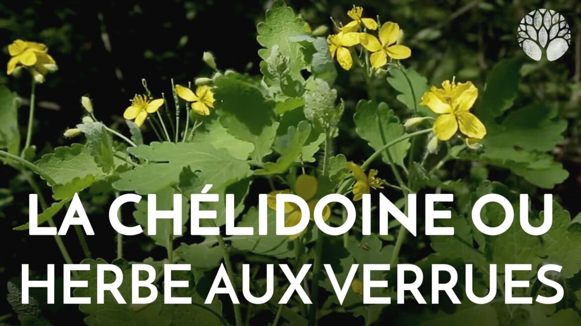 Comment enlever une verrue en 1 jour ?