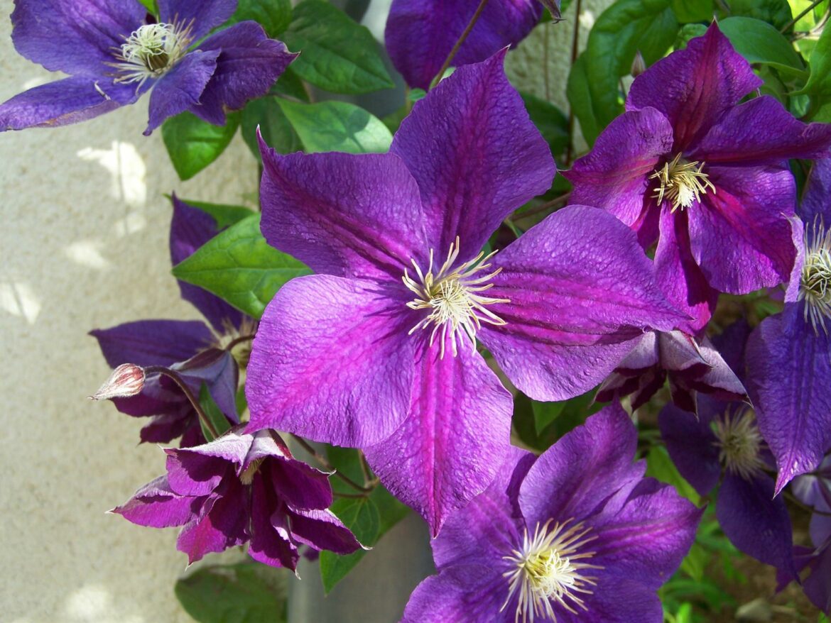 Comment entretenir des clématites ?