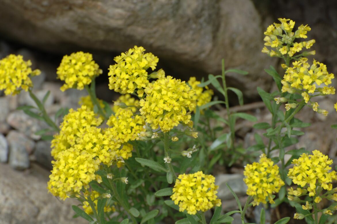 Comment entretenir la Corbeille d'Or ?
