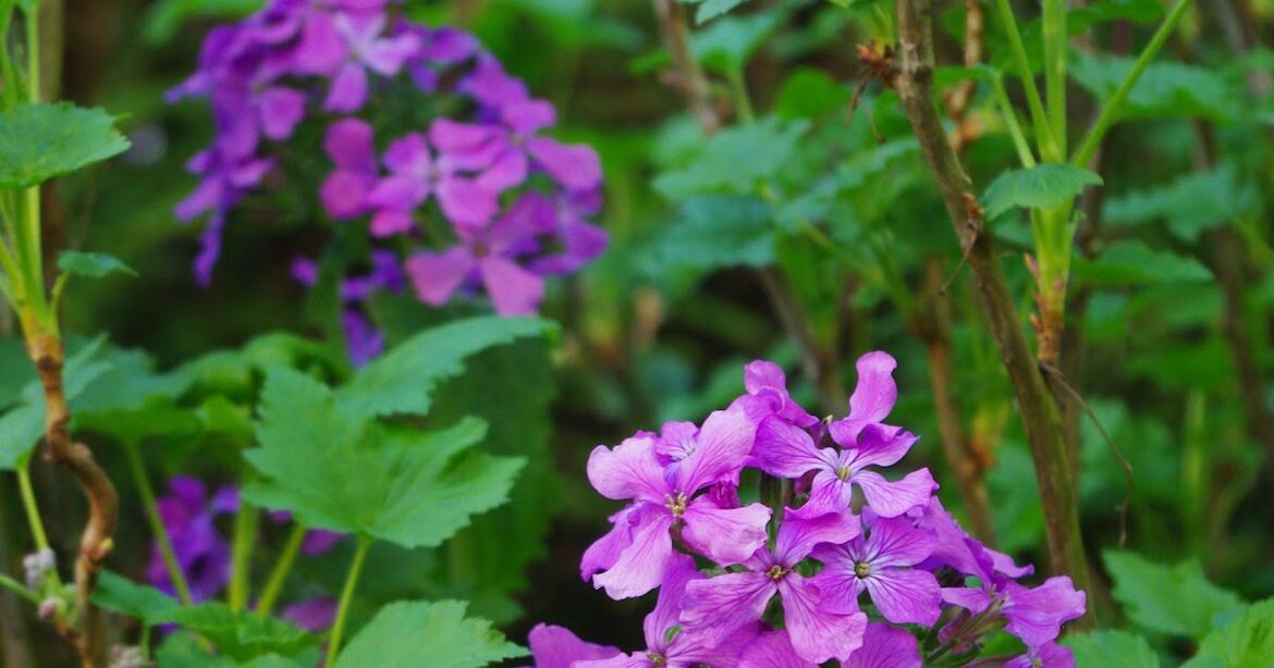 Comment entretenir la monnaie du pape ?