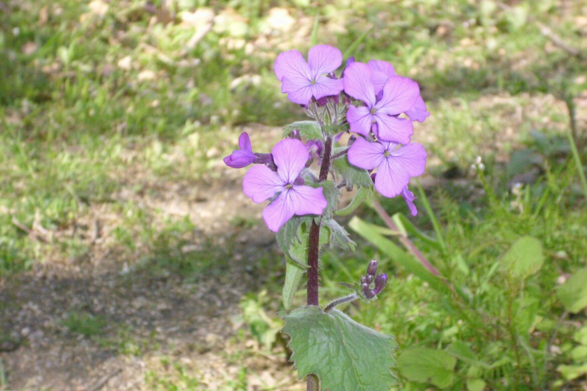 Comment entretenir la monnaie du pape ?