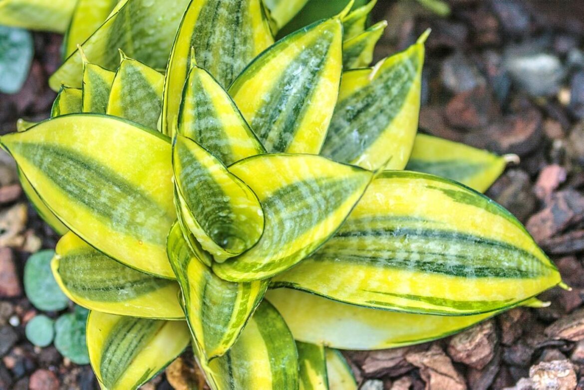 Comment entretenir la plante langue de Belle-mère ?