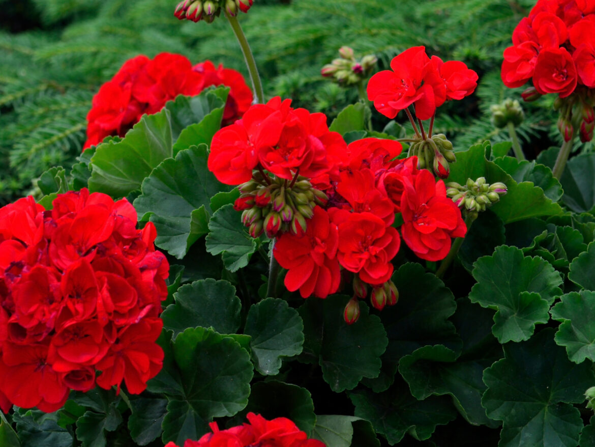 Comment entretenir le Pelargonium ?