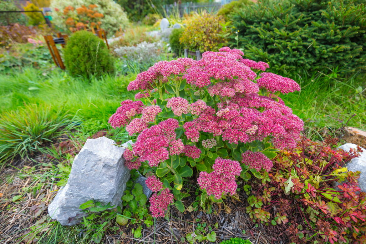 Comment entretenir le sédum ?