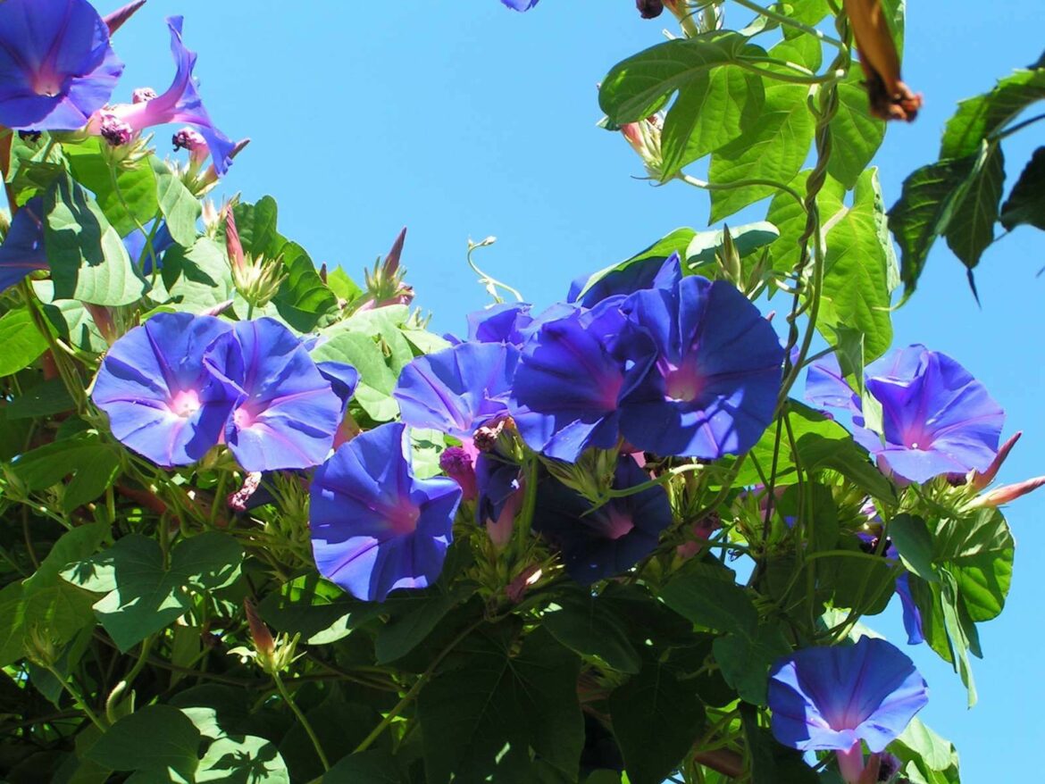 Comment entretenir les Volubilis ?