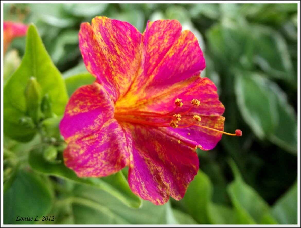 Comment entretenir les belles de nuit ?