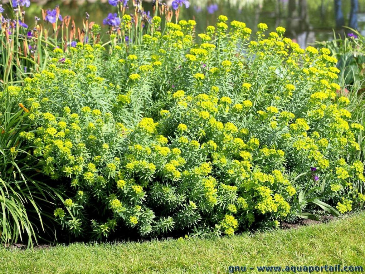 Comment entretenir les euphorbes ?