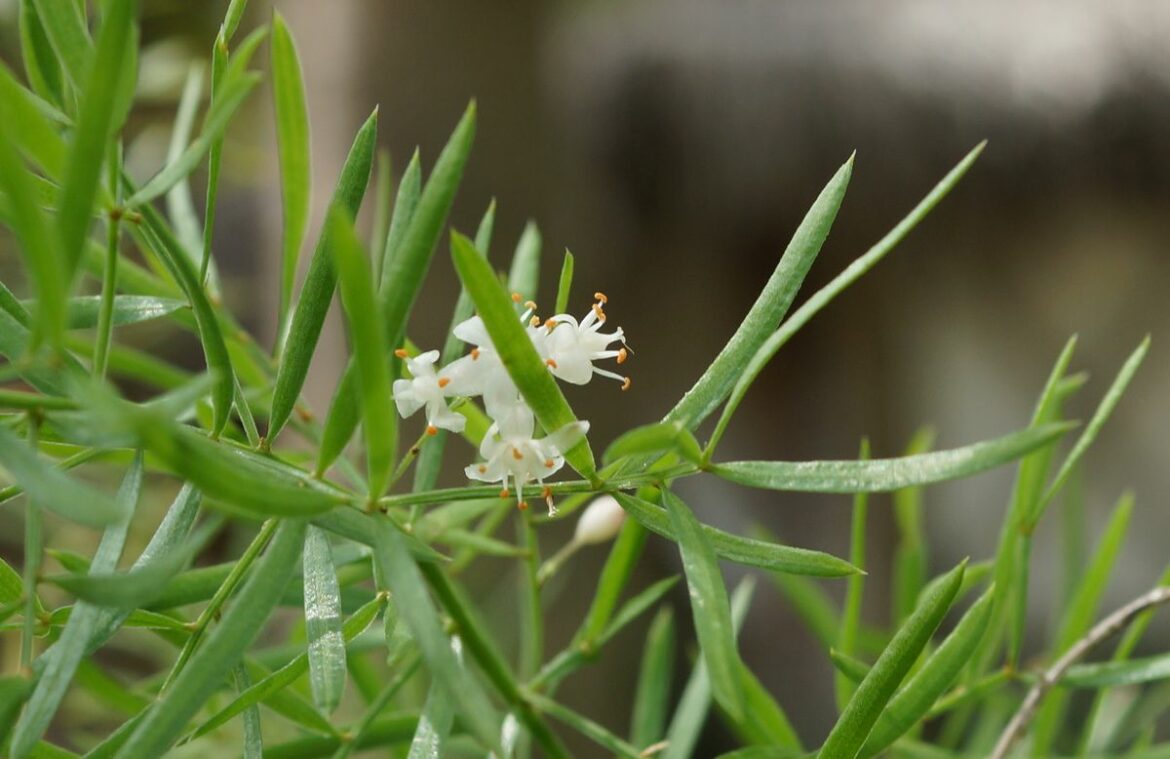 Comment entretenir les pieds d'asperges ?