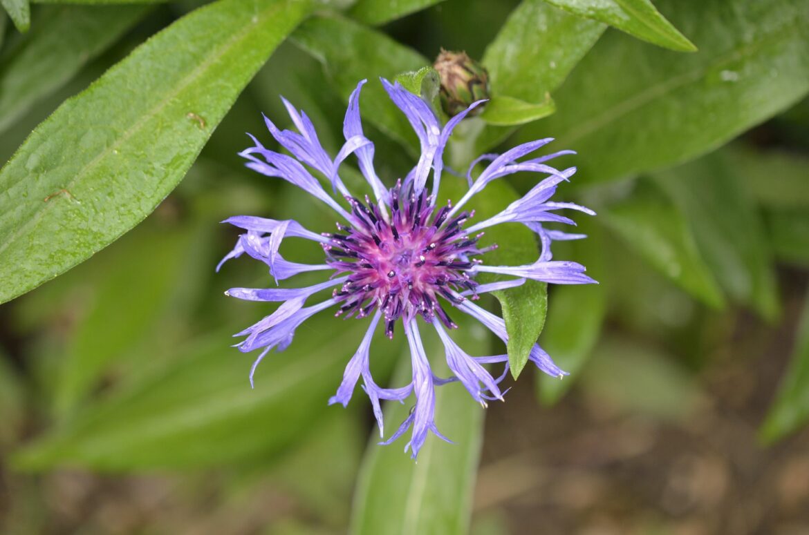 Comment entretenir les plants de bleuets ?