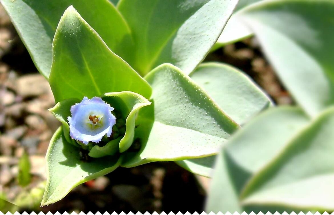 Comment entretenir plante à huître ?