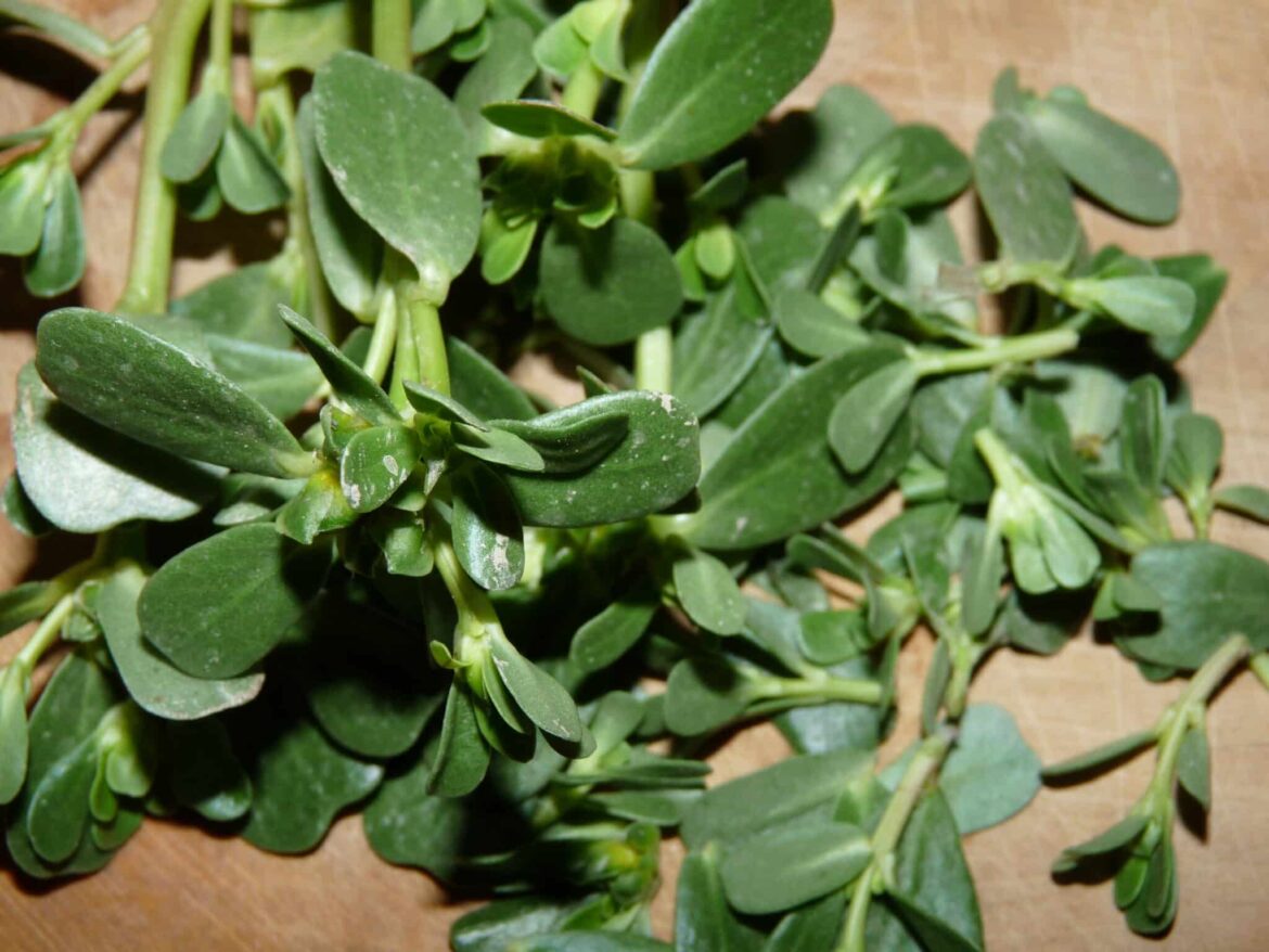 Comment entretenir pourpier vivace ?