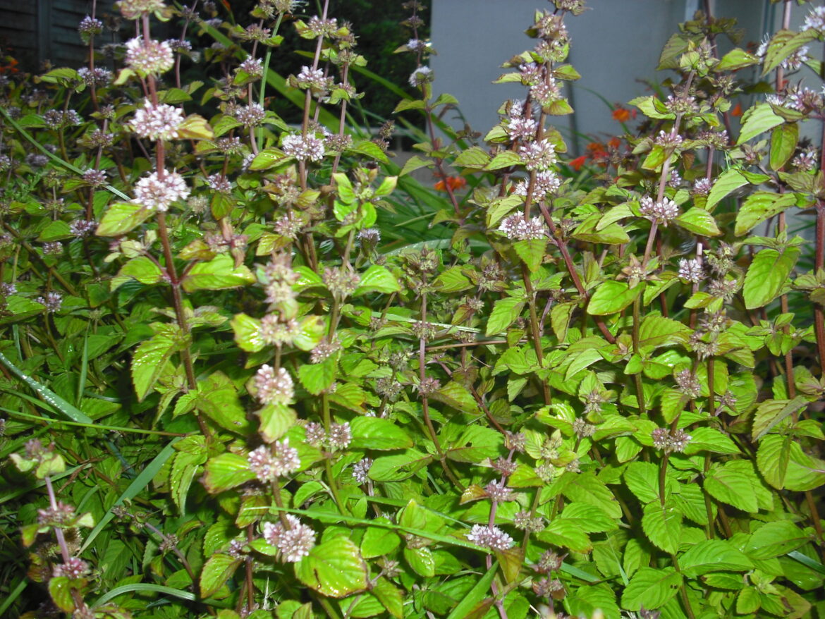 Comment entretenir son pied de menthe ?