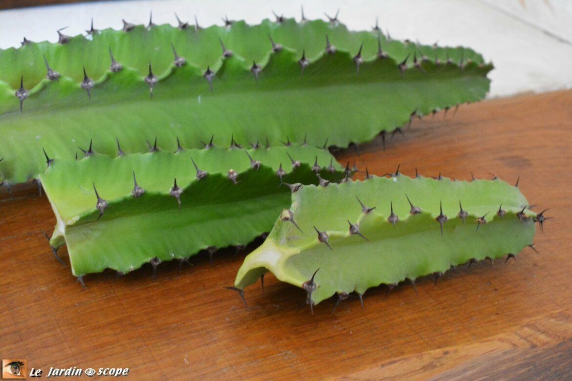 Comment entretenir un Euphorbia Characias ?