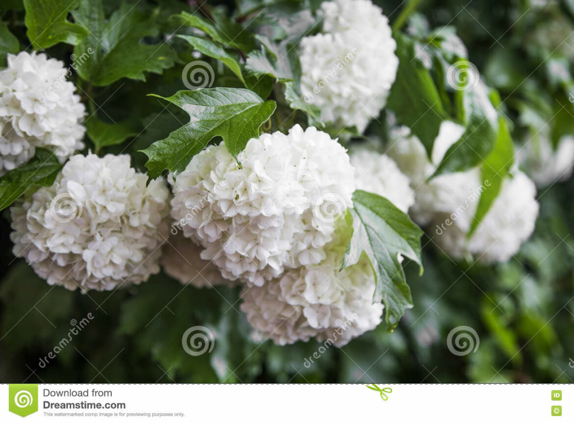 Comment entretenir un Viburnum ?