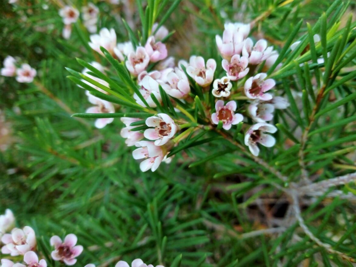 Comment entretenir un Waxflower ?