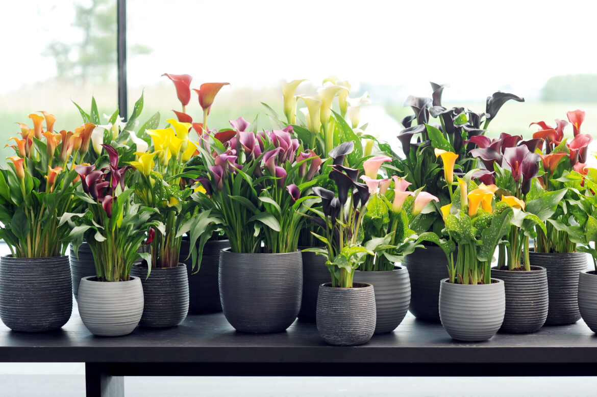 Comment entretenir un arum à l'extérieur ?