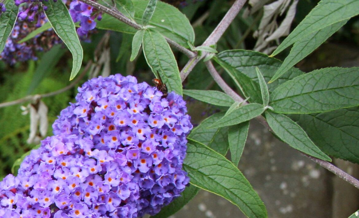 Comment entretenir un buddleia ?