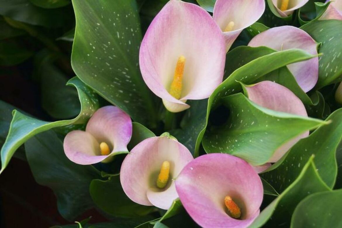Comment entretenir un calla en hiver ?