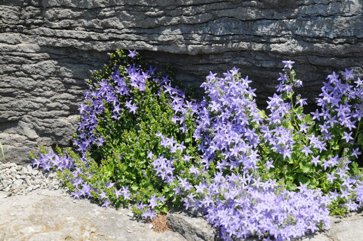 Comment entretenir un campanule des murs ?