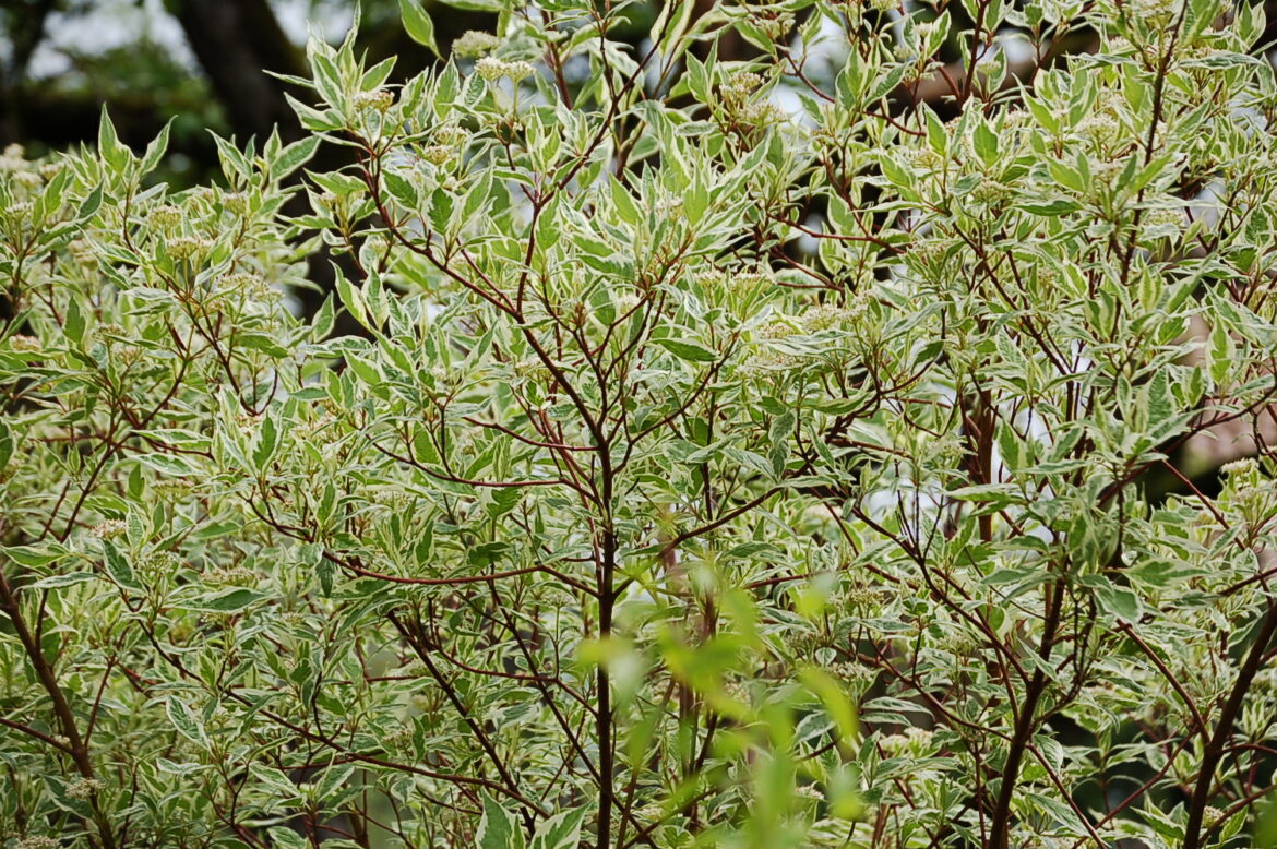 Comment entretenir un cornouiller ?