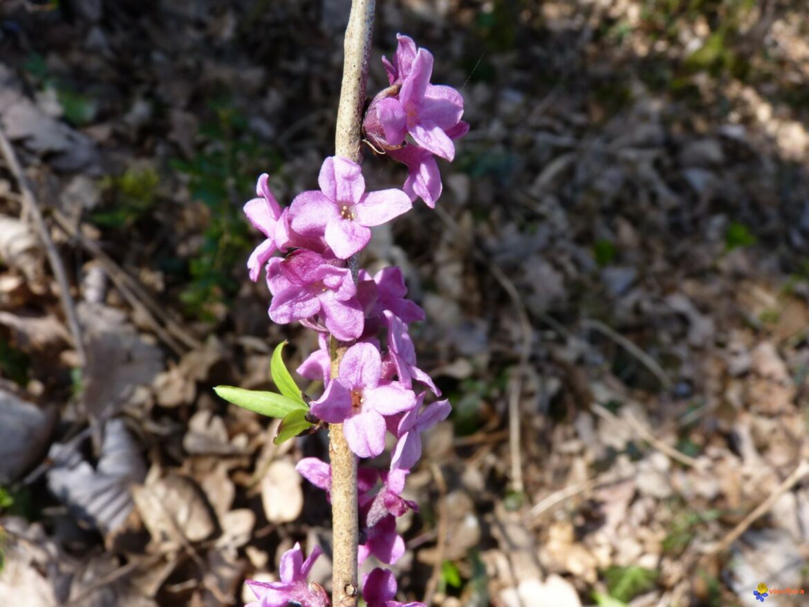 Comment entretenir un daphné ?