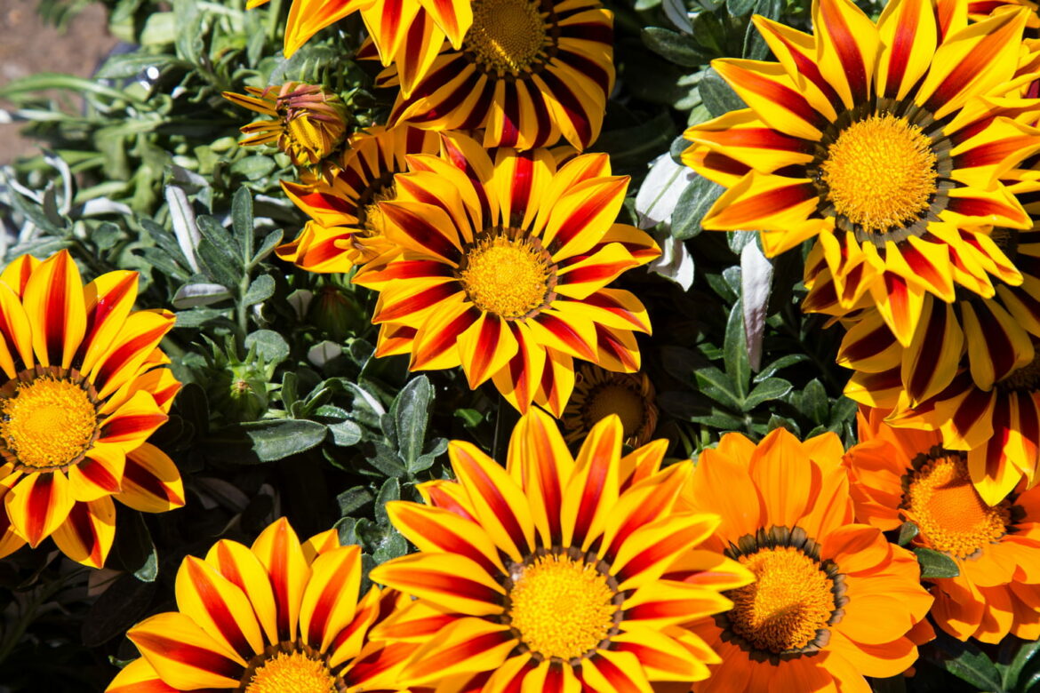 Comment entretenir un gazania en appartement ?