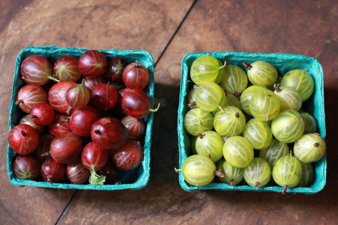Comment entretenir un groseillier à maquereau ?