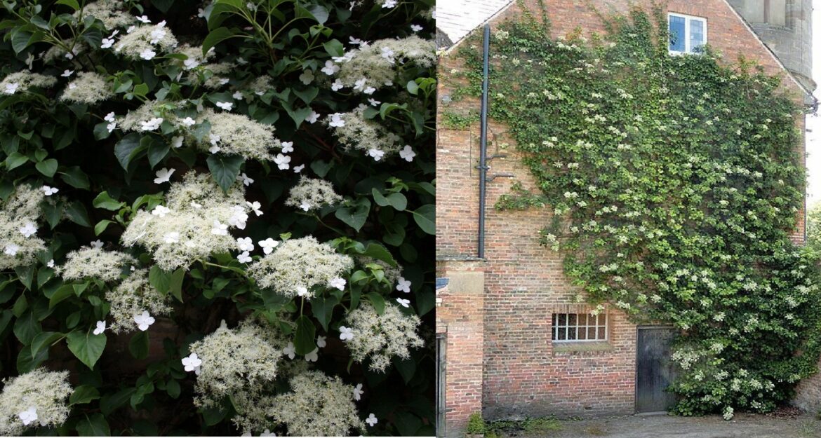 Comment entretenir un hortensia grimpant ?