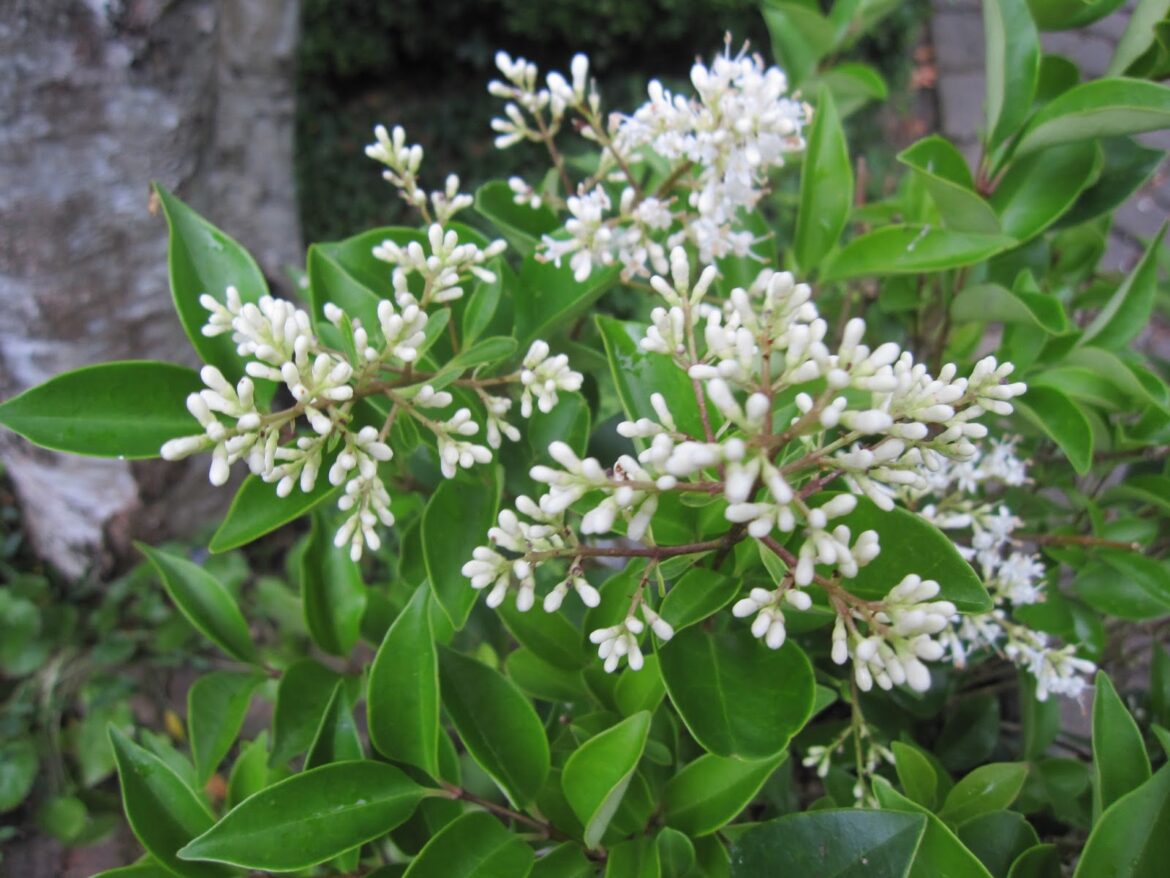 Comment entretenir un ligustrum ?