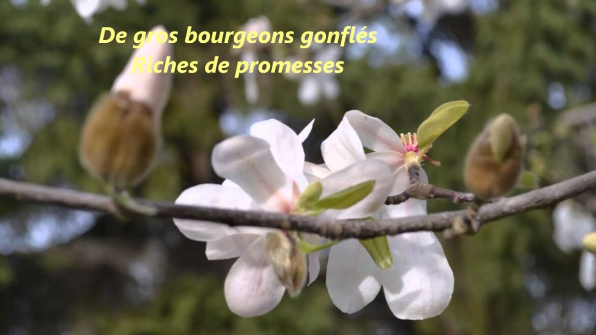 Comment entretenir un magnolia extérieur ?