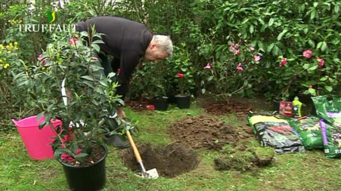 Comment entretenir un magnolia extérieur ?