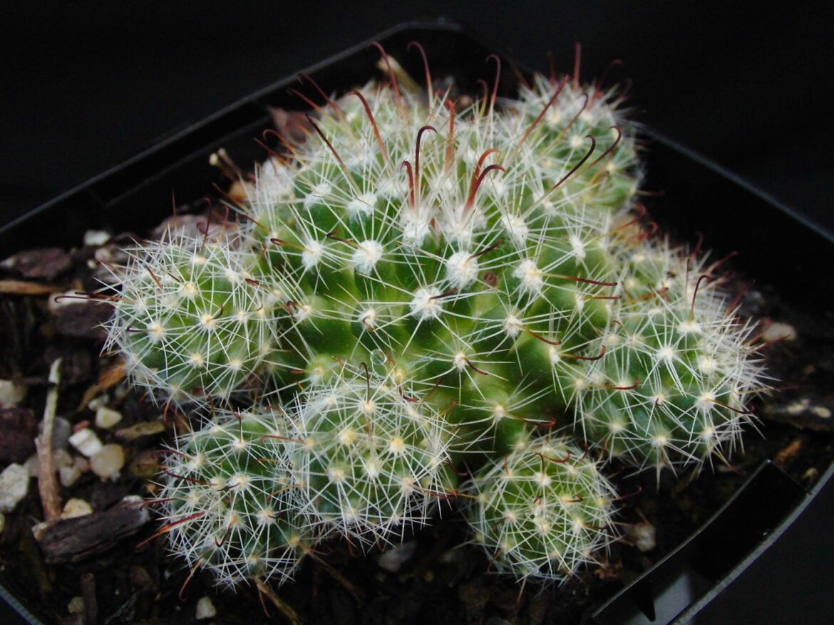 Comment entretenir un mammillaria ?