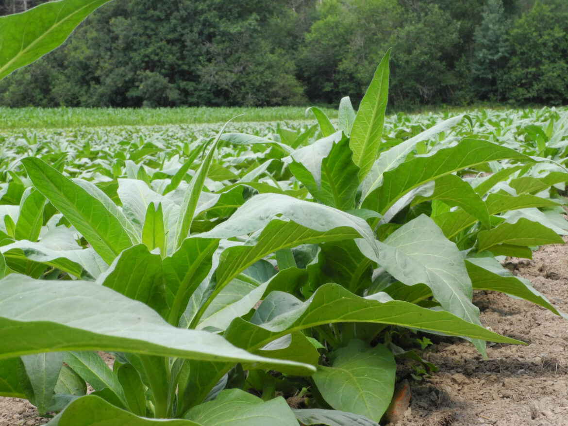 Comment entretenir un plant de tabac ?
