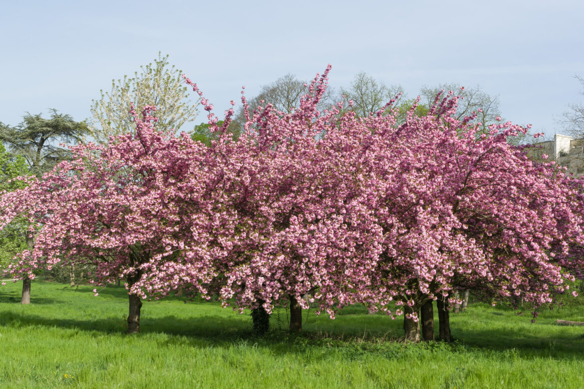 Comment entretenir un pommier du Japon ?