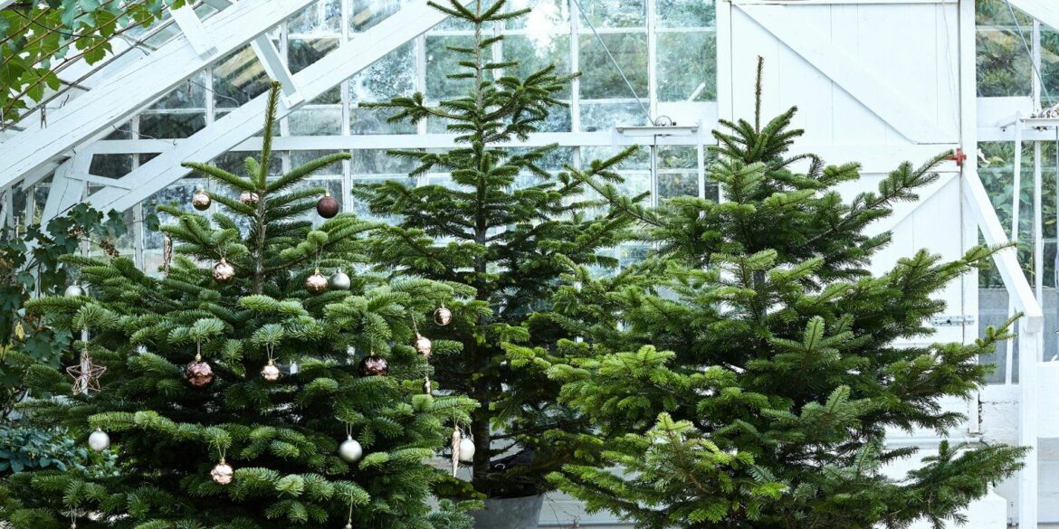 Comment entretenir un sapin Nordmann coupé ?