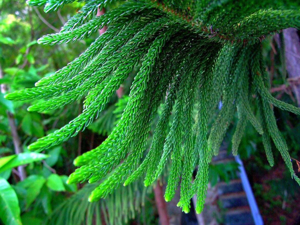 Comment entretenir un sapin d'intérieur ?