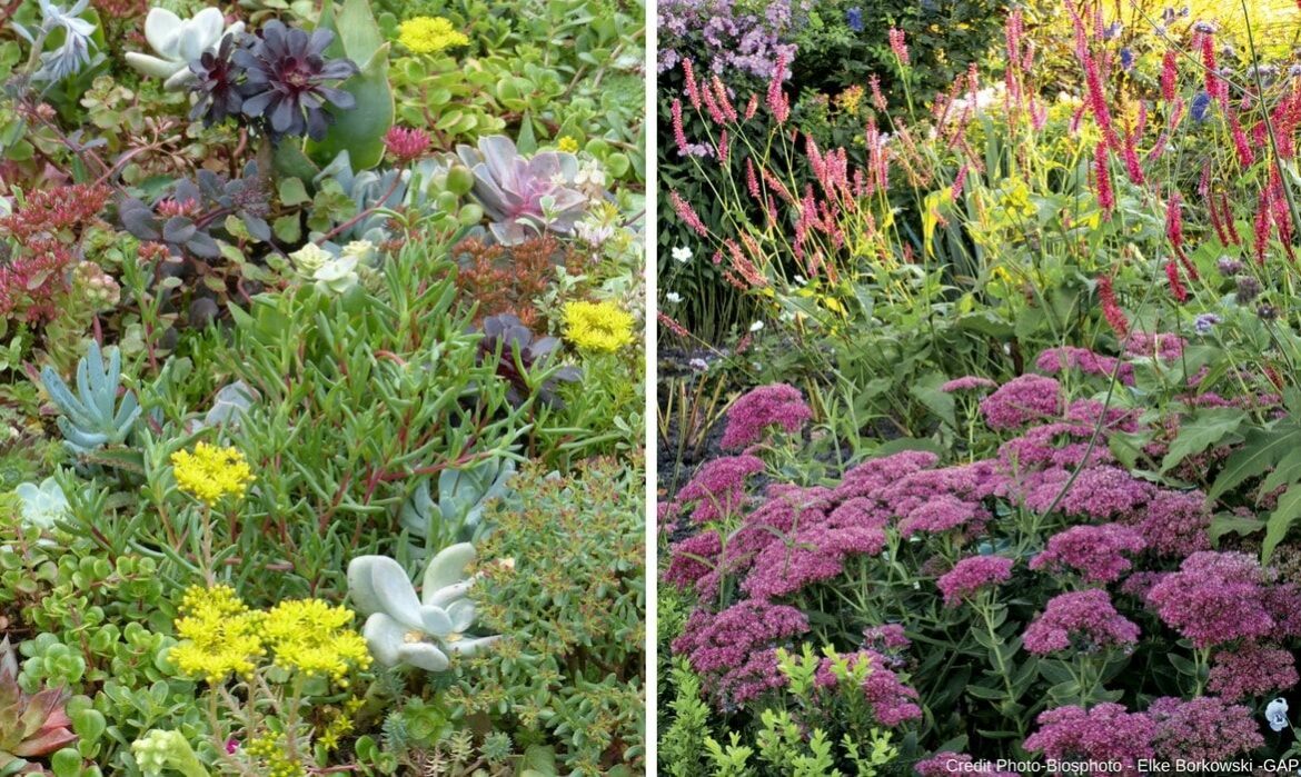 Comment entretenir un sedum ?