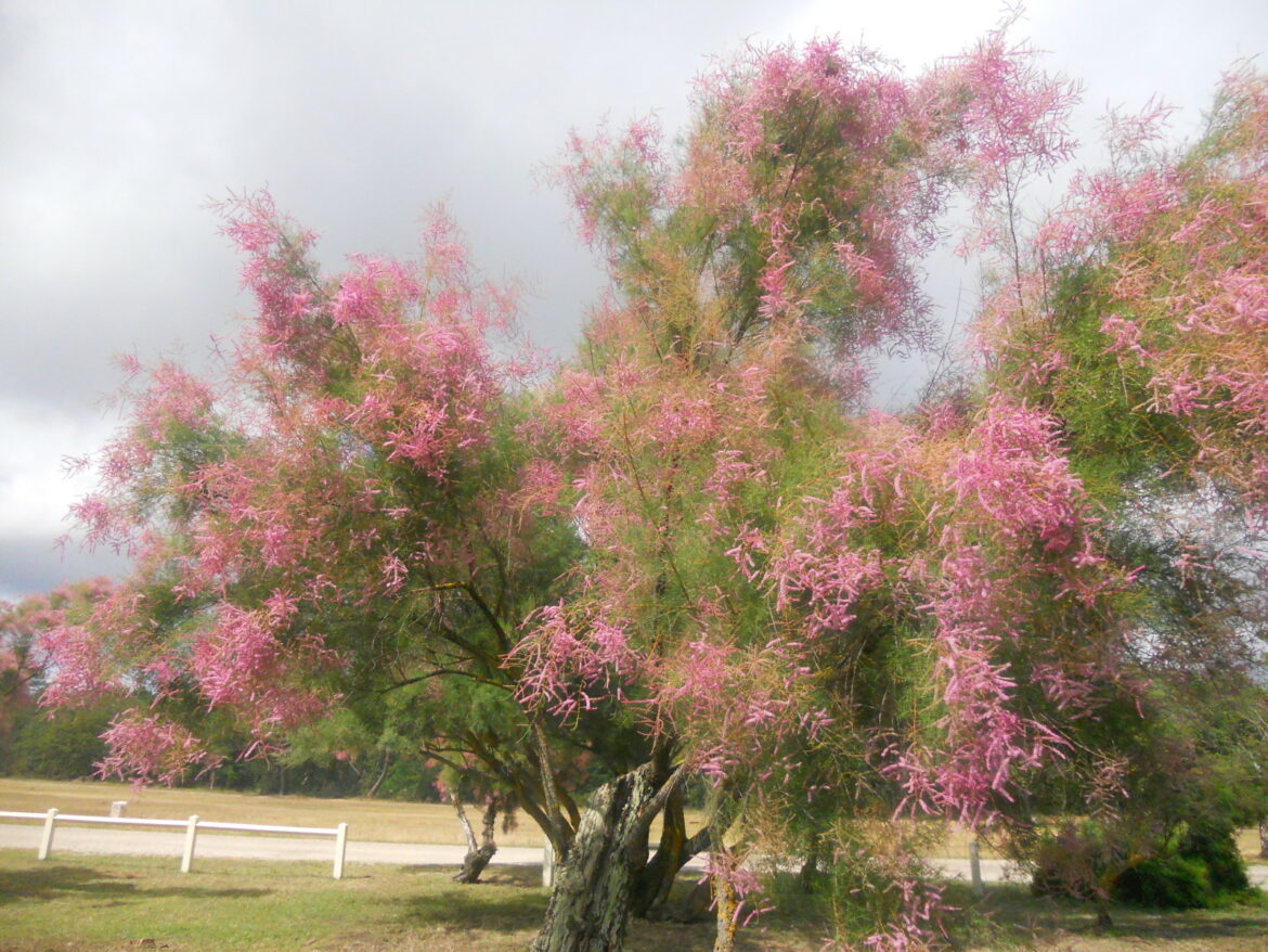 Comment entretenir un tamaris ?