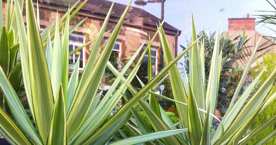 Comment entretenir un yucca d'extérieur ?