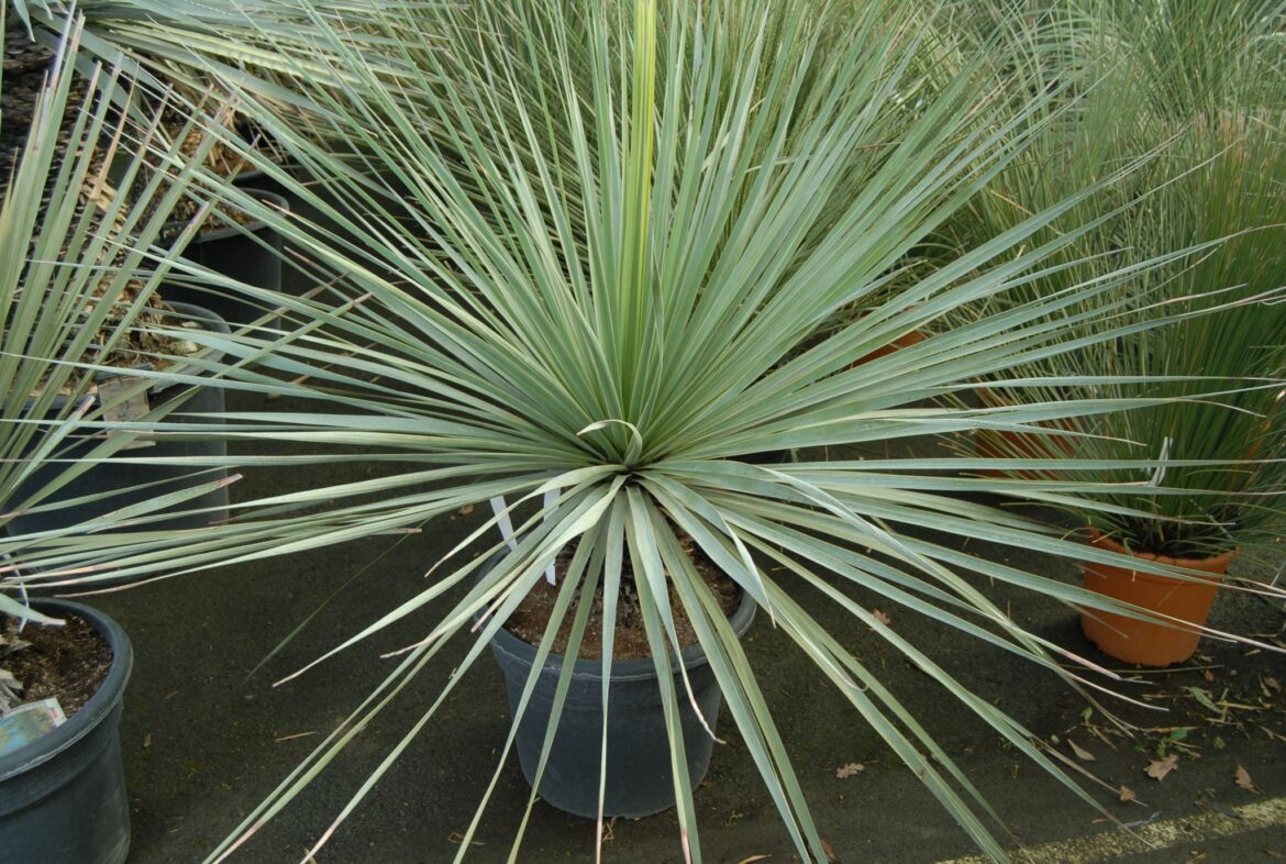 Comment entretenir un yucca rostrata ?